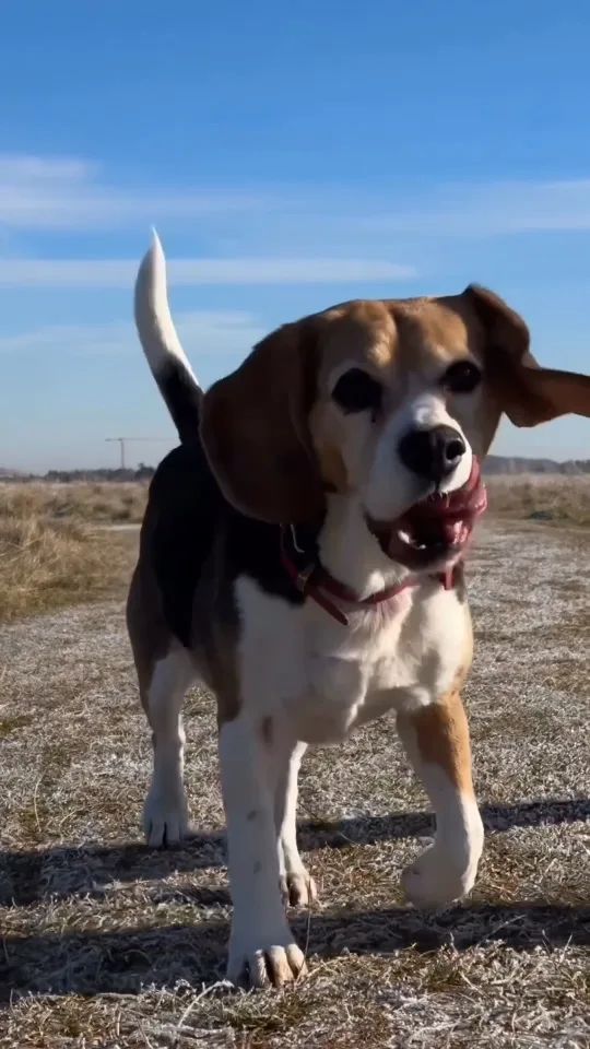 UGC ad for a pet food brand: happy beagle running across a field